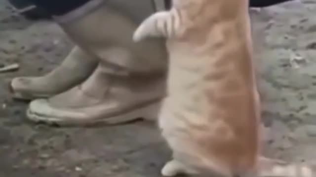 Funny Animals