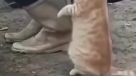 Funny Animals