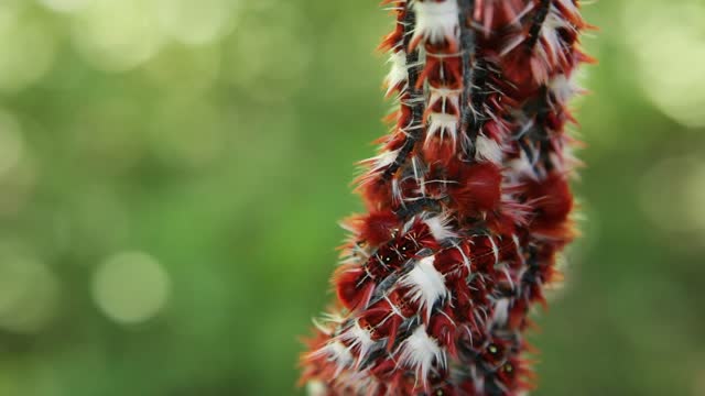 Very beautiful caterpillar