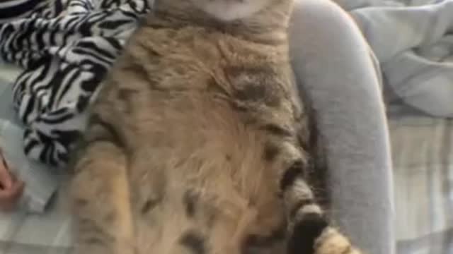 Keeping Cat Background For The Latest Memes
