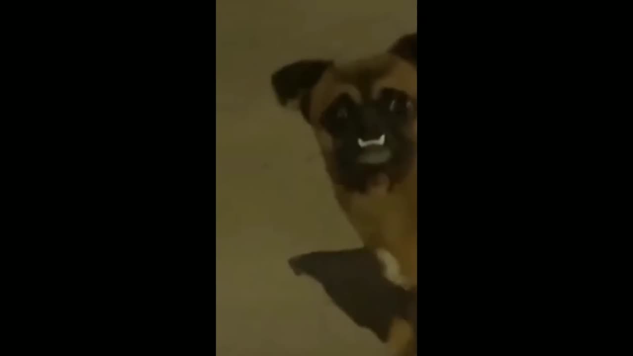 Funny Pug Videos