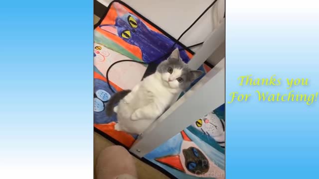 Funniest Animals - Best Of The 2021 Funny Animal Vid