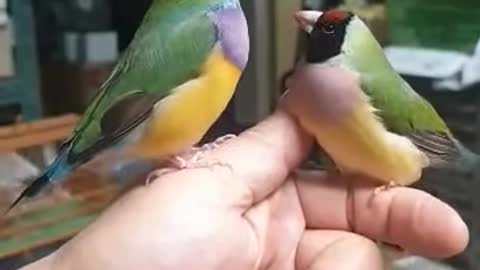 Gouldian Finch Courtship Dance