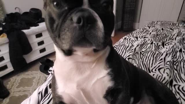 Frenchie Wants Constant Attention