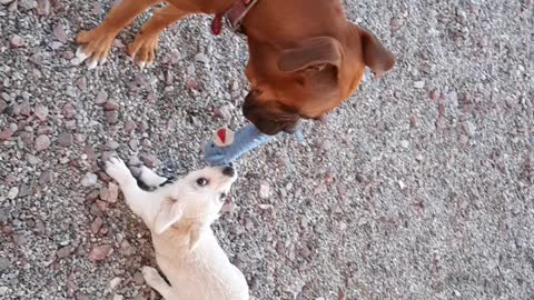 Monkey fight!