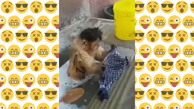 Macaquinho lá Vando roupa