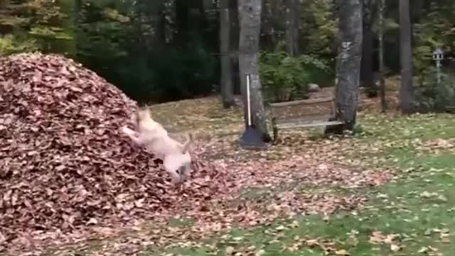 JUMP IN TO LEAVES