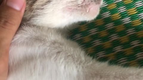 are sleepy