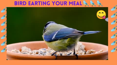 bird eating your meal🐦🐦🐦