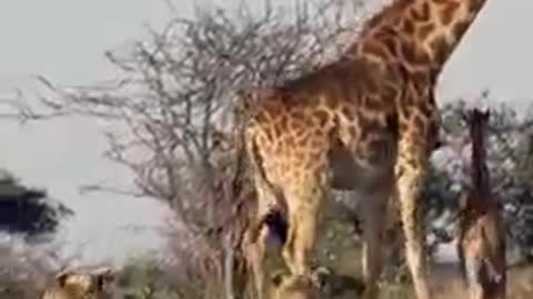 Intense Battle Between Lioness & Giraffe Over Her Newborn Baby #short...