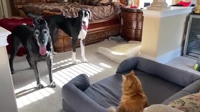 Cat Claims Great Danes' New Jumbo Dog Bed👏🏽