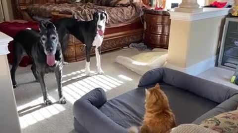 Cat Claims Great Danes' New Jumbo Dog Bed👏🏽