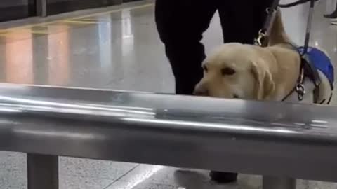 The guide dog helped the master find the stool