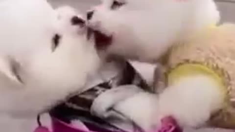 Dogs - Baby dogs - funny and fluffy (6) / Cães - Filhotes - engraçados e fofos (6) #shorts