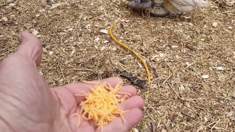 Teaching them chicks right...with cheese.