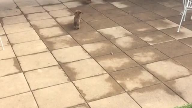 Mamá perra juega con sus cachorros