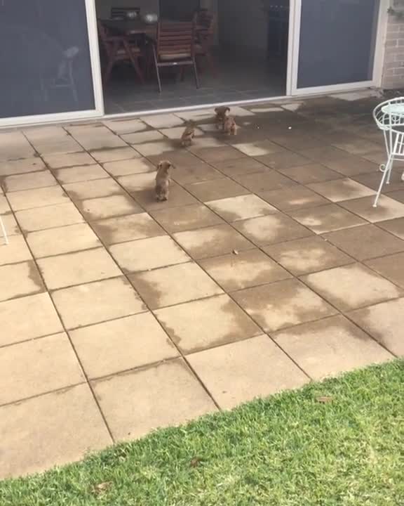 Mamá perra juega con sus cachorros