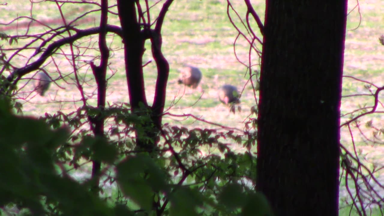 Close Calls in the Turkey Woods! Wisconsin Turkey Hunting 2024