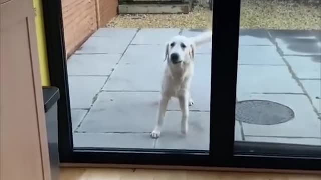 Super Funny Dog Videos