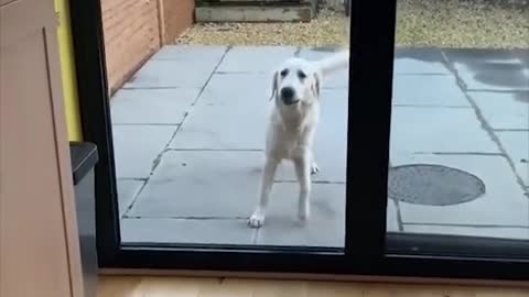 Super Funny Dog Videos