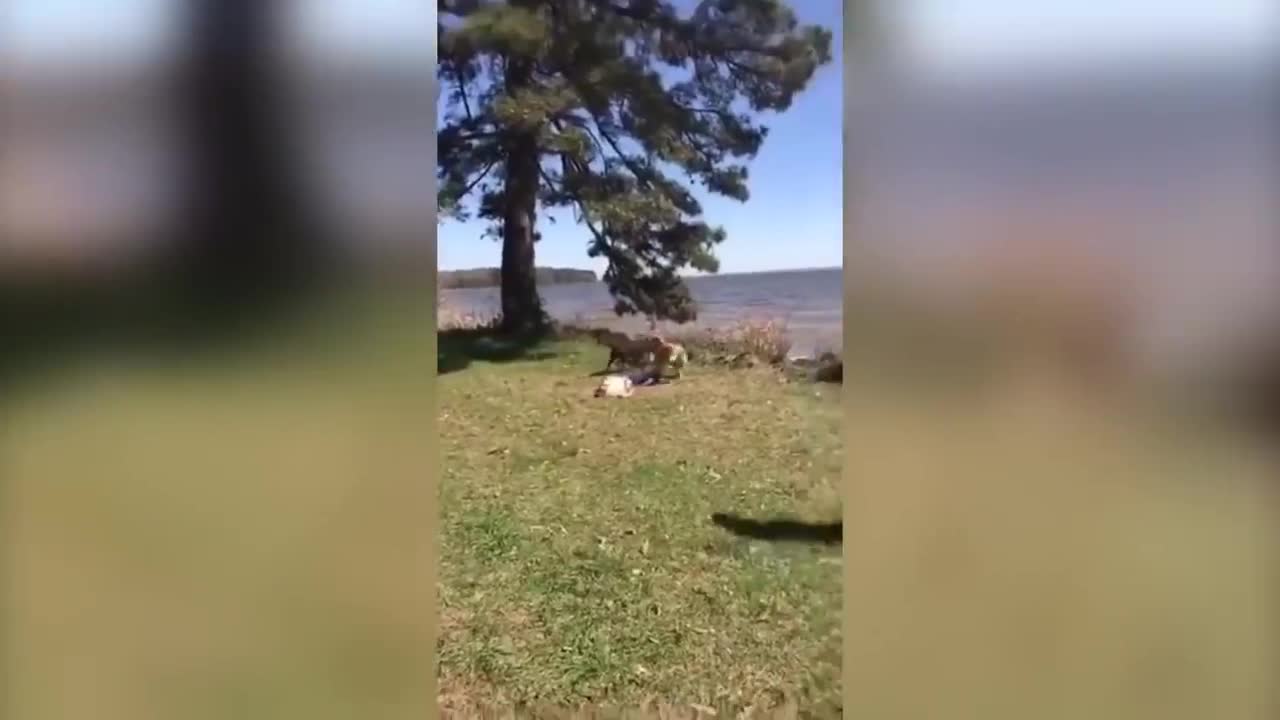 what if dogs weren't so funny? :D