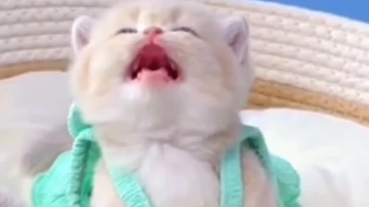 Adorable Cat Compilation: The Cutest Moments You'll Ever See