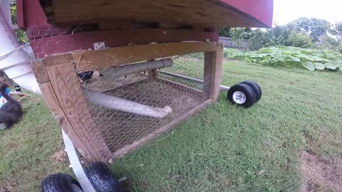 Chicken Tractor - Heavy Duty