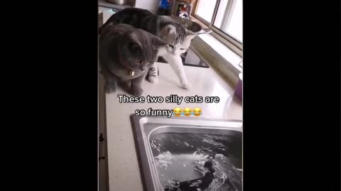 Cat funny video 🐈🐈🐈