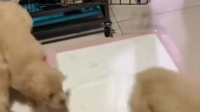 CATS AND DOGS Awesome Friendship