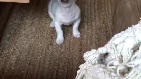 White puppy tries to jump on brown couch and barks at owner