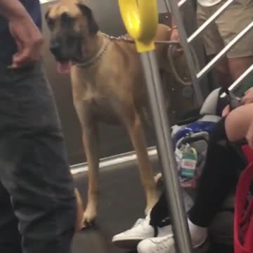 Large brown dog on subway train