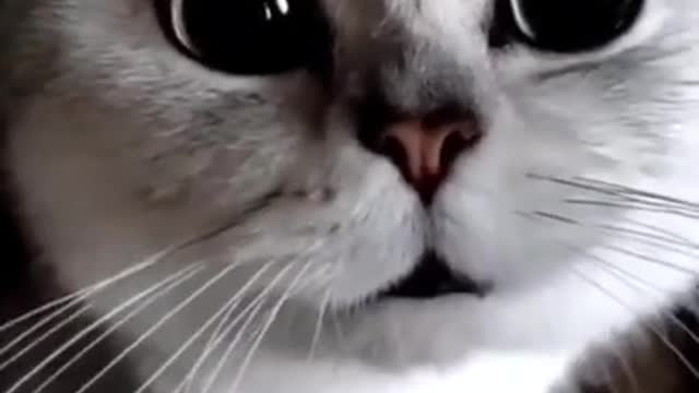 Funny And Cute Cats❣️