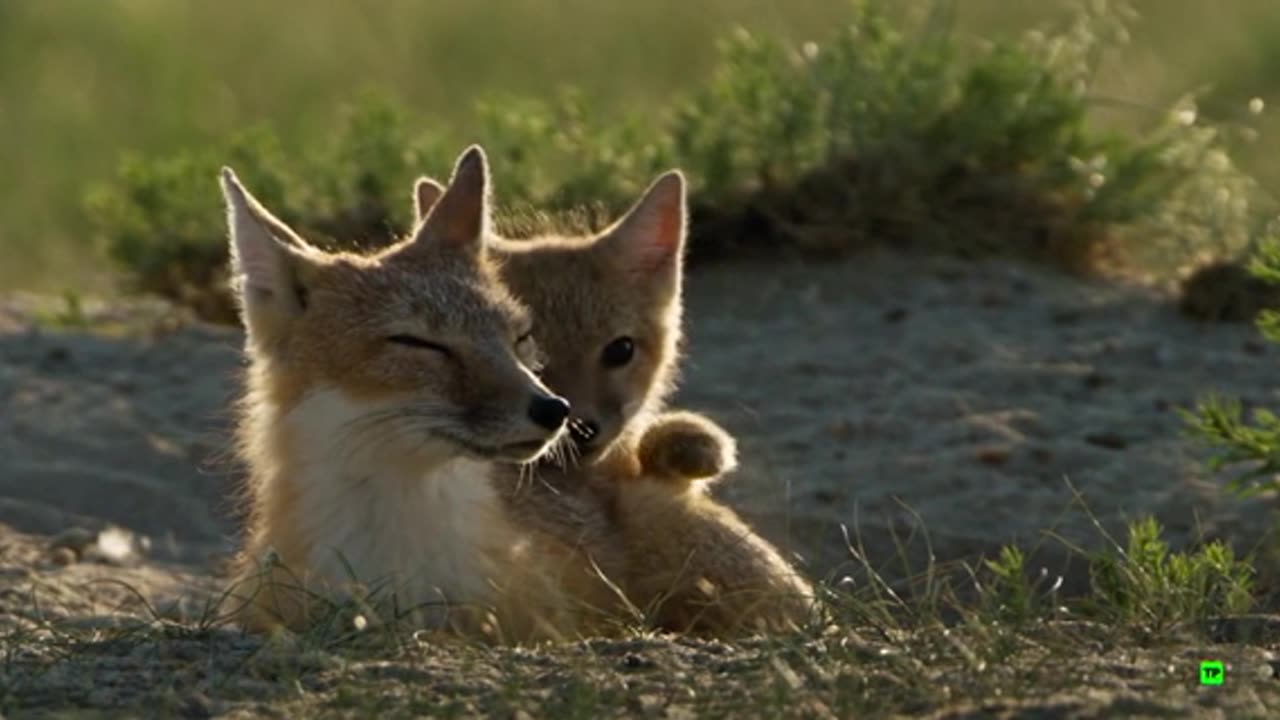 Perros salvajes 03 - Protegiendo los perros salvajes - Documental