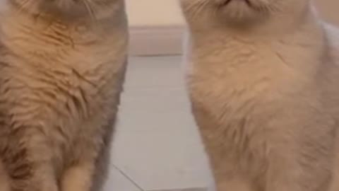 Cat funny