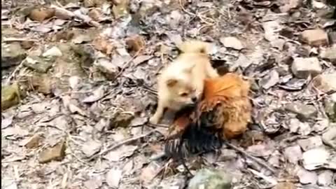 Funny Dog Vs chicken fight video compilation