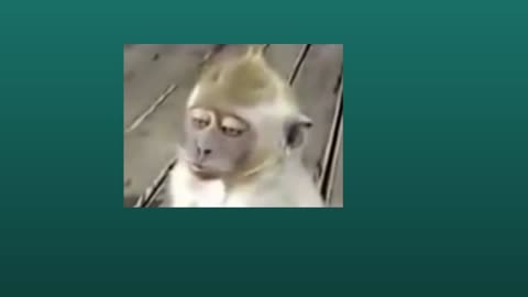 cute small monkey sleeping comedy