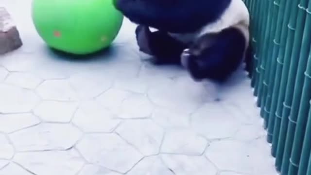 ❤️😹 Funniest Animals 😹 - Best Of 🙊❤️ Funny Animal Videos Ep 36 #Shorts#Pets ❤️