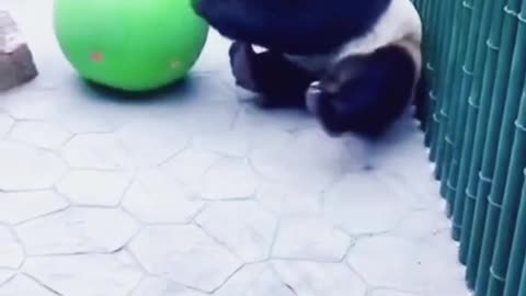 ❤️😹 Funniest Animals 😹 - Best Of 🙊❤️ Funny Animal Videos Ep 36 #Shorts#Pets ❤️