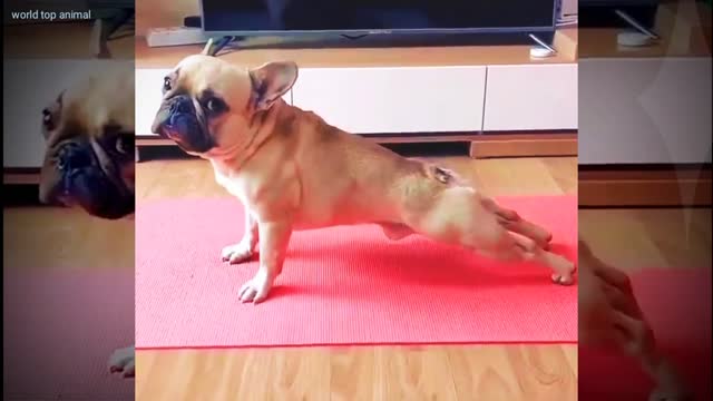 Dog's funny video 🤣🤣 #funnyDogs
