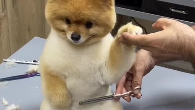 very cute mini pomerenian hair grooming | funny and cute pomerenian videos |funny puppy videos