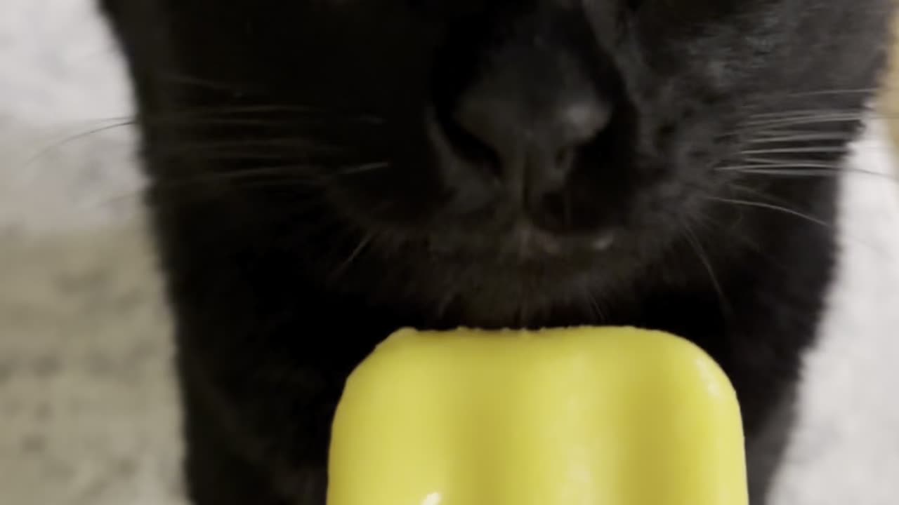 Popular #BlackCat #FunnyCat #ASMR #Salem #FeedingCats #Mango #JoJosBizarreAdventure 🐾😸