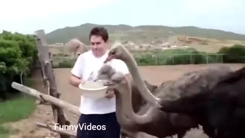 How Girls Interact With Animals, Funny Video, Funny Clips