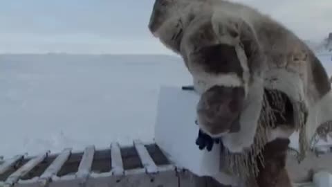 Building My First Igloo | A Boy Among Polar Bears | BBC Earth