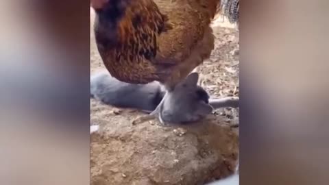 Animals with Attitude
