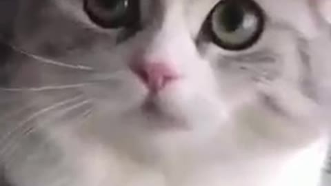 Confused cat looking for something