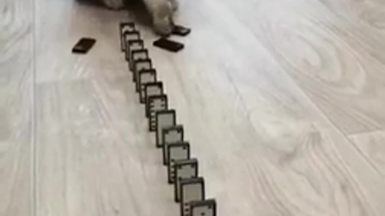 Cat Funny video. Cat Funny Moments.