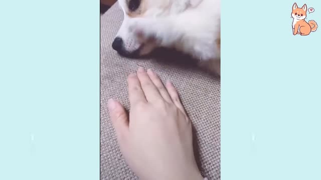 Cute Puppies Compilation (havealaugh)