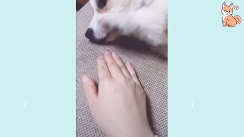 Cute Puppies Compilation (havealaugh)