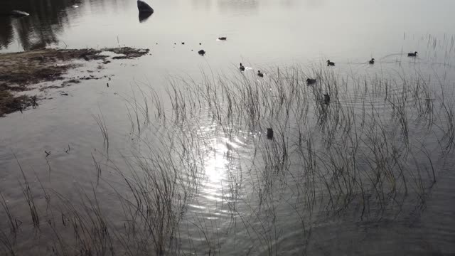 Mallard Ducks Hunting In Saint James Harbor