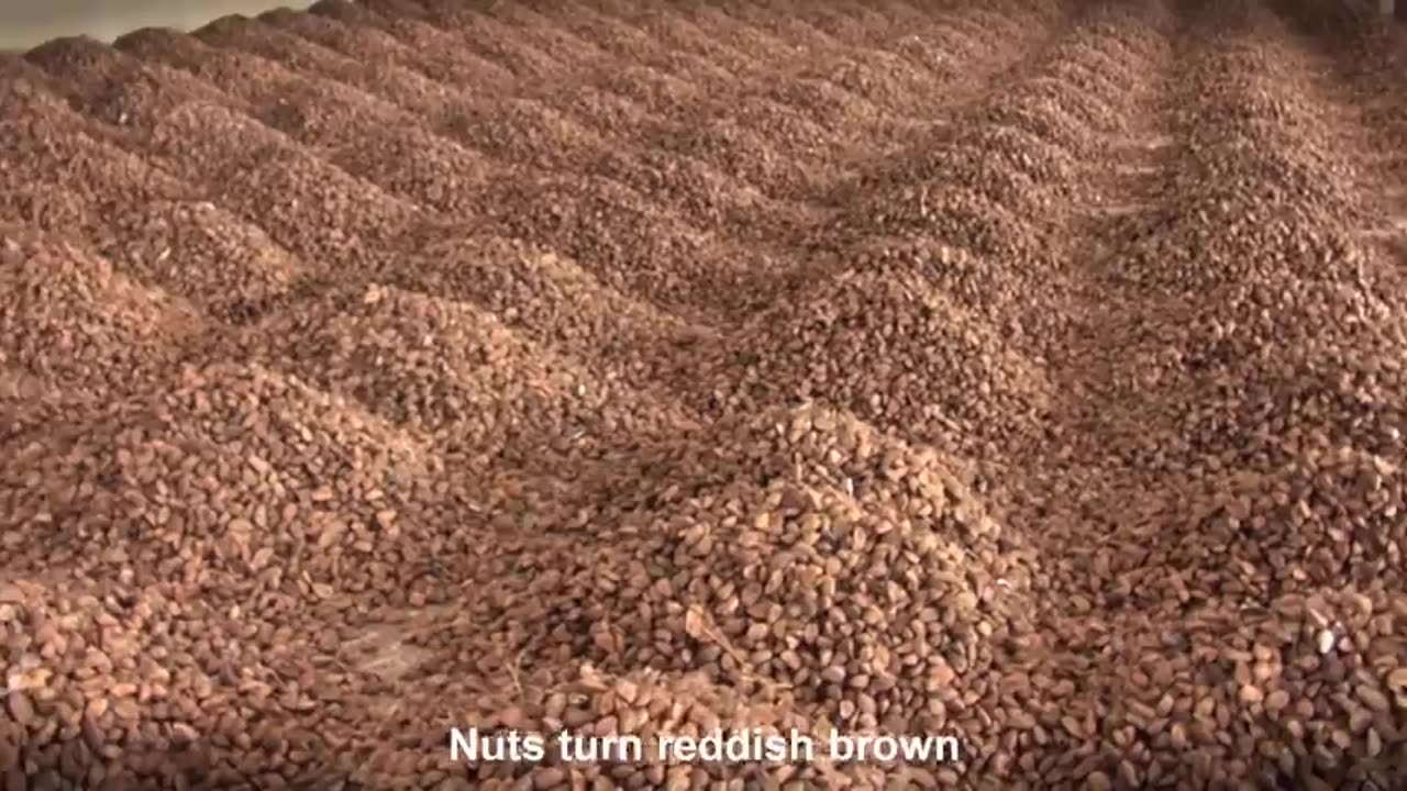 Millions of Amazon Jungle Nuts Harvesting - Amazon Nuts processing in Factory